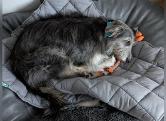 MIKA (Vermittlungshilfe) - derzeitiger Wohnort in 63303 Dreiech