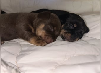 Chihuahua mix Welpen