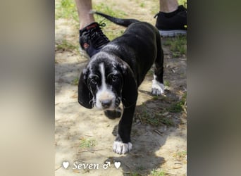 Sechs Zwerge suchen ein Zuhause