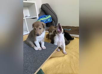 Lang- und Kurzhaar- Collie- Welpen