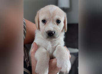 Wunderschöne Labrador-Mix Welpen