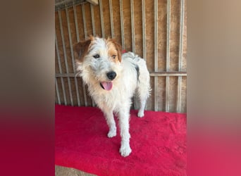 Fredi, Foxterrier-Mix, Rüde, geb. am 01.01.2024, 42 cm