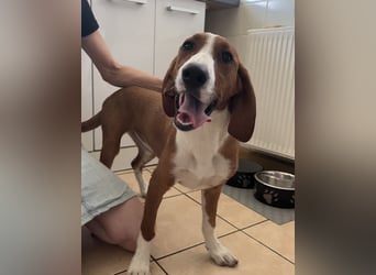 Valentina – Lebensfreude auf vier Pfoten sucht aktives Zuhause