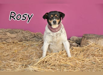 Schenken Sie Oma Rosy einen zweiten Frühling?