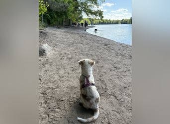 Missy 12 Wochen reinrassige Aussie Welpin