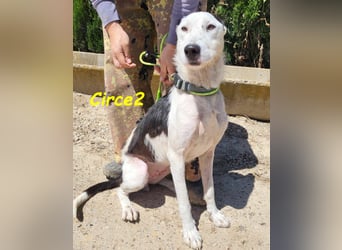 Circe2 06/2022 (ESP) - verschmuste und soziale, wunderschöne Podenco-Bodeguero Mix Hündin!