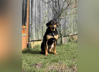 ⭐️ROCKET⭐️, Rüde, 7 Jahre, 55 cm, Mischling, Tierschutz