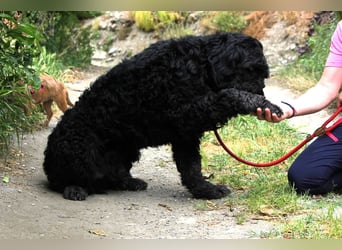 Nube sucht Kuschelpartner für's Leben