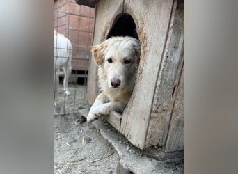 CEDRIC, Rüde, 2,5 Jahre, 50 cm, Mischling, Tierschutz