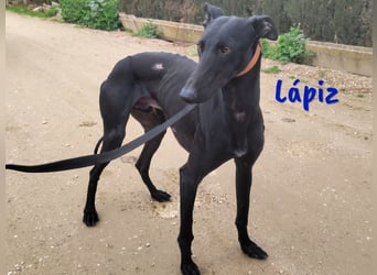 Lápiz 09/2023 (ESP) - freundlicher und athletischer, hübscher Galgo!