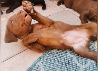 Reinrassige Labradorwelpen