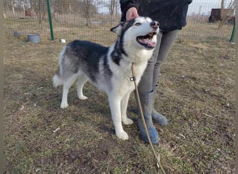 Luna, geb. 07.11.2022, 59 cm, sucht eine aktive Familie