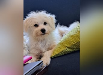 PIP der kleine Lausbub