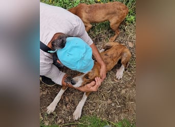 Jerry – familienhundliche Lehrstelle gesucht -