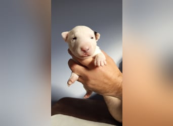 Miniatur Bullterrrier Welpe Hündin
