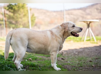 Tzemma - in 74417 Geschwend auf Pflegestelle
