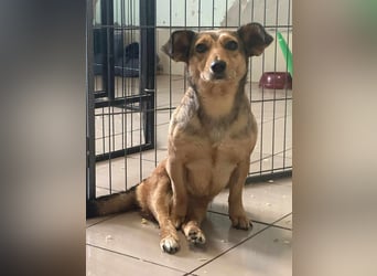 Bambi, geboren 2020 sucht tierliebe Menschen