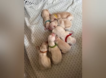 Golden Retriever Welpen