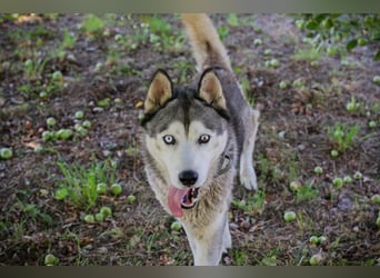 Chip 2279997: Sucht ein Zuhause