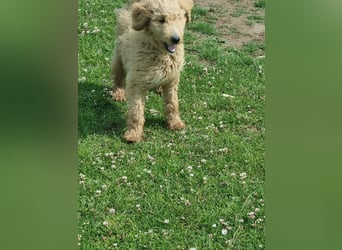 Labradoodle Hündin