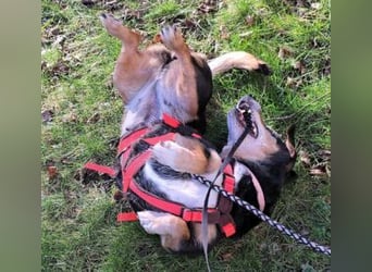 Ruby: Besitzerin unerwartet gestorben