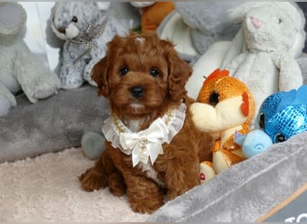 Wunderschöne Cavapoo Welpen F1 (Toypudel/Zwergpudel + Cavalier King Charles Spaniel) mit Ahnentafel