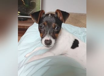 bezaubernde kleine NINA - 5-6 Monate, 18cm - Jack Russell
