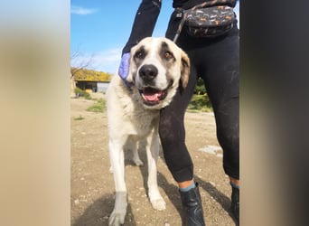 Pancho, ein zarter großer Rüde
