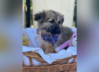 Dömpi LM - Zuhause gesucht – Neun kleine Hundekinder auf großer Mission