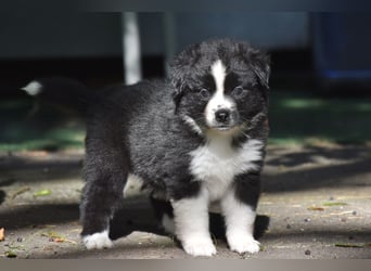 Miniature American Shepherd Welpen, Mini Aussies vom Züchter mit Papieren