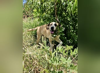 Ruhiger und gelassener Junghund WILLY (2 Jahre) sucht eine Familie