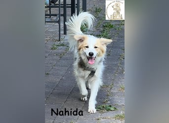 Nahida - Charme und Anmut auf vier Pfoten