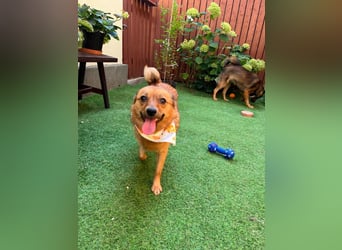 Elvira SR – Liebevolle Mama sucht ruhiges Zuhause