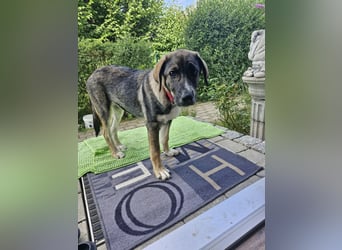 Sunny, menschenbezogen, sehr sozial, katzenverträglich