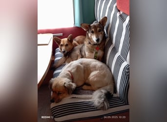Lucia-Seniorin sucht Senioren-WG!