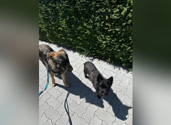 Neugierige Feli