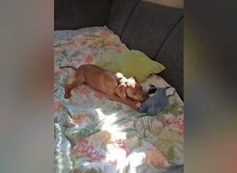 Rhodesian Ridgeback Welpen