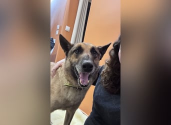 Schäferhundmix MADDOX sucht seine eigene Familie!