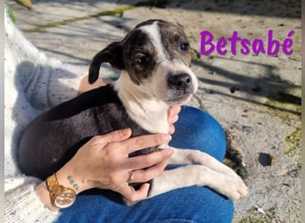 Betsabé 10/2024 (ESP Pflegestelle) - verschmuste, zuckersüße Bodeguero-Mix Welpin!