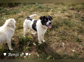 Kokonimix Bo und Benji suchen ab sofort ein Zuhause