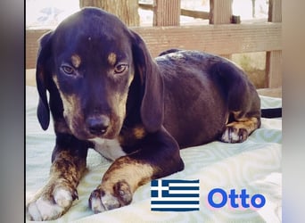 Otto, 01/25 - aktives Schlappohr sucht Familie