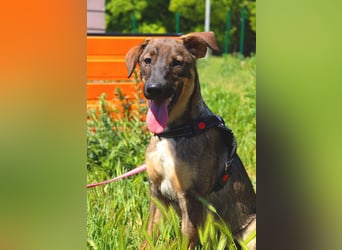 Buddy❤️ - sanfter Kerl mit dem großen Herz sucht seine Menschen