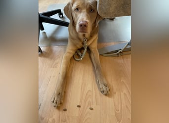 Labrador 11 Monate in erfahrene Hände