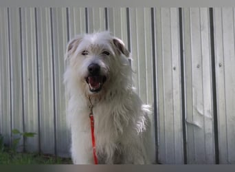 Yuki, Schnauzer-Mix, geb. 2022, schüchterner Rüde sucht freundlichen Zweithund