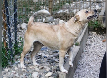 Liebenswerte INESSA ist immer freundlich und verschmust