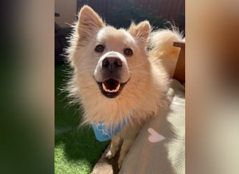 Mishka SR – sanfter Schneebär sucht ruhiges Zuhause
