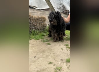 Buksi LM – Sanfte Hundedame sucht warmes Plätzchen für immer