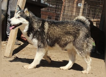 ♥SCARLETT♥ total verschmuste und menschenbezogene Frohnatur - eine echte Husky-Mix-Traumhündin 52 cm