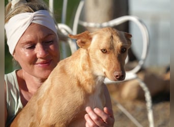 BARNABY-bei Anblick - LIEBE- hier wartet ein Seelenhund auf seine liebevolle Familie