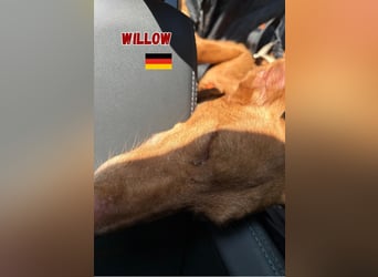 Willow,geb.6/23,liebes Podenco Mädchen sucht ihre Familie,bereits auf PS in 47574 Goch